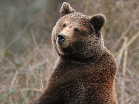 © APA/H. Tittel Bär