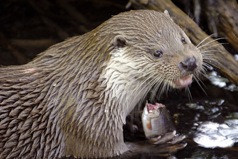 Fischotter Verbreitung