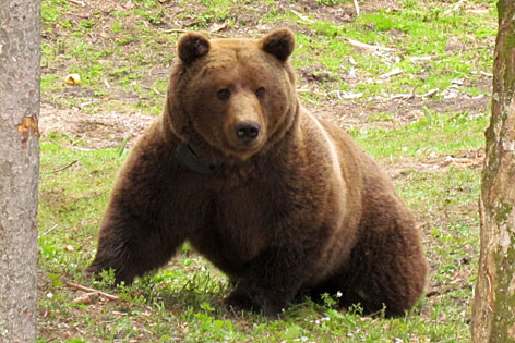Bär Gefangen Egger Alm PK Herwig