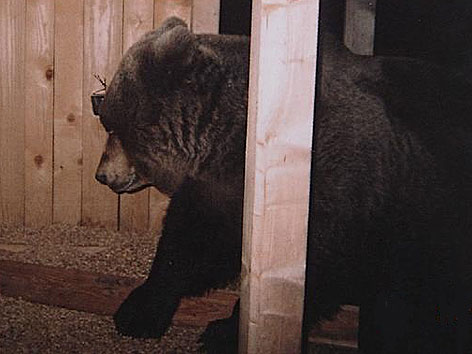 Bär Herwig Archivbild