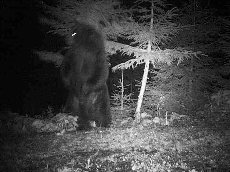 Bär Fotofalle Schafe gerissen