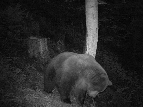 Bär Fotofalle Feistritz Schaf