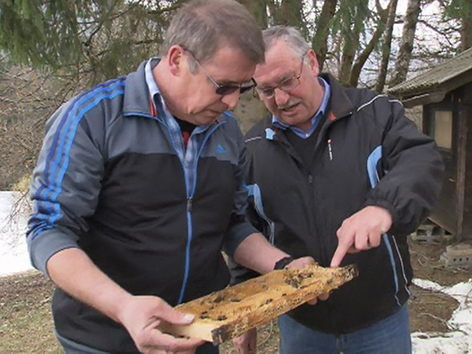 Bienenzüchter begutachten von Bär zerstörte Bienenwaben