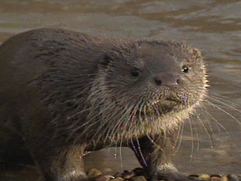 Fischotter verursacht Schäden in Fischgewässern