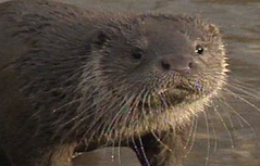 Fischotter
