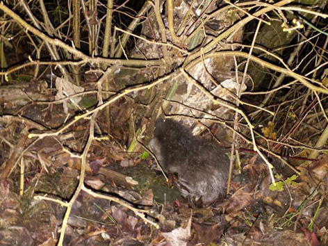 Fischotter Lavant