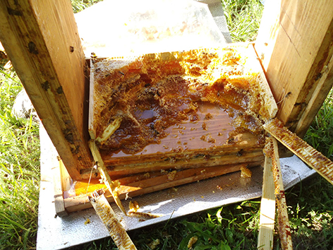 Von Bär zerstörter Bienenstock