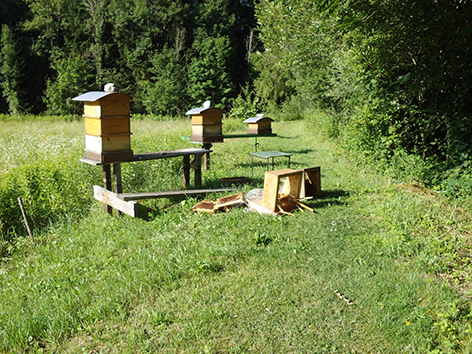 Von Bär zerstörter Bienenstock