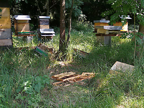 Bienenstöcke