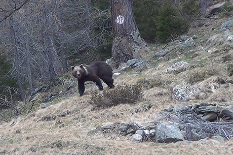 Bär Sichtung Jungbar Goldeck