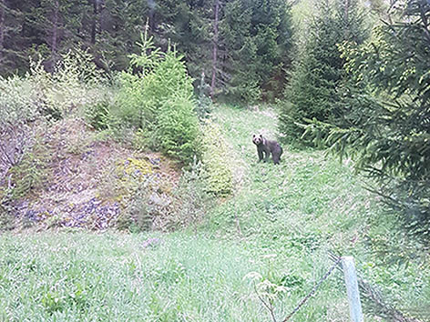 Bär Sichtung Windische Höhe