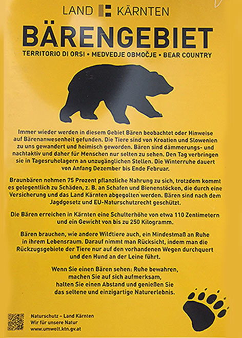 Bär Sichtung Jungbär Goldeck