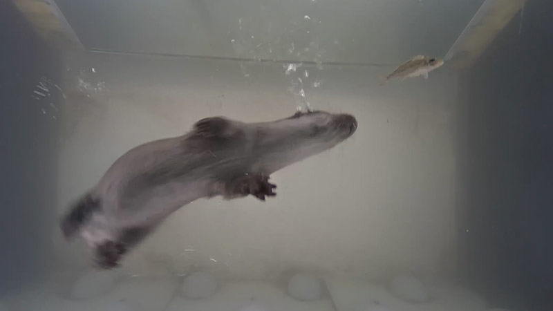 Fischotter