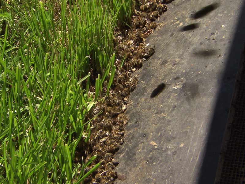 Insektizide Bienentod Lavanttal Neonicotinoide