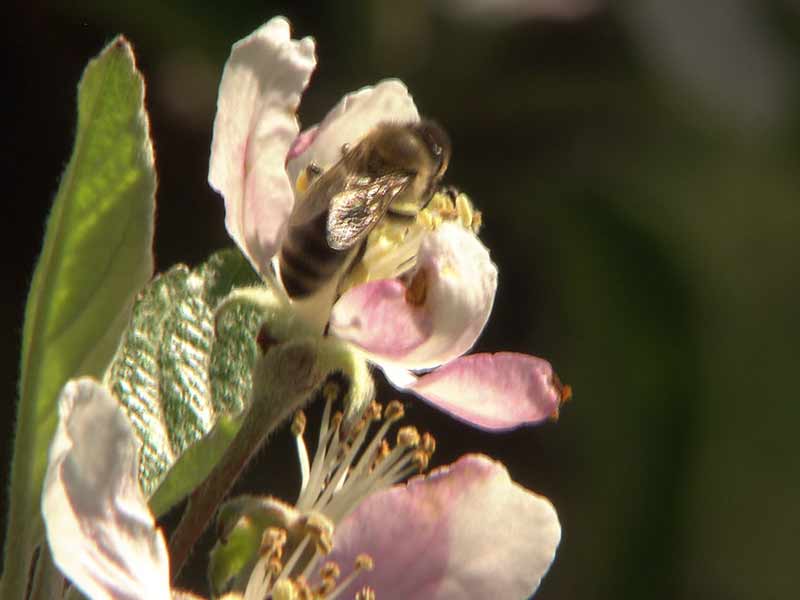 Insektizide Bienentod Lavanttal Neonicotinoide