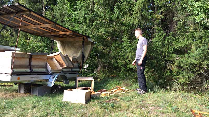 Bär Bienestöcke St Margareten Rosental