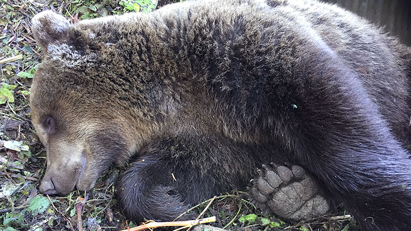 Bär angefahren tot gailtal Feistritz Vorderberger Straße