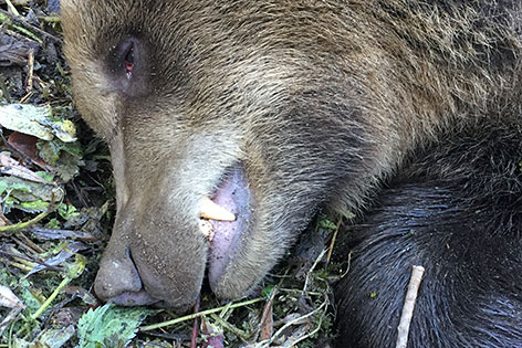 Bär angefahren tot gailtal Feistritz Vorderberger Straße