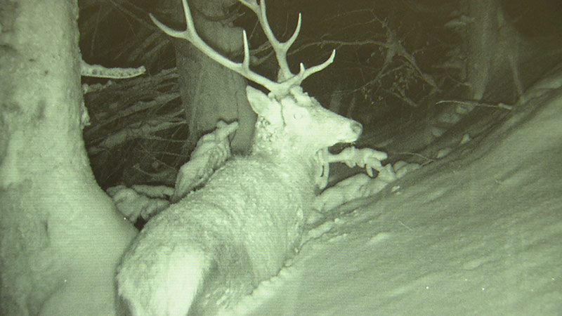 © Horst Leitner Wildmonitoring Füttern aufgehoben Foscari