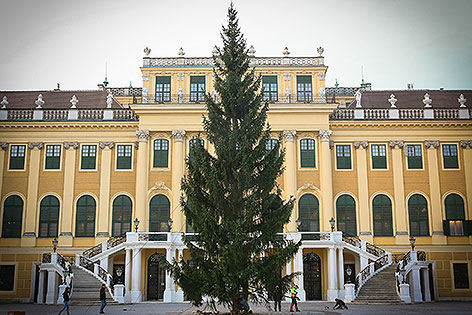 © Weihnachtsmarkt Schönbrunn/Foto Fally Weihnachtsbaum vor dem Schloss Schönbrunn wird aufgestellt